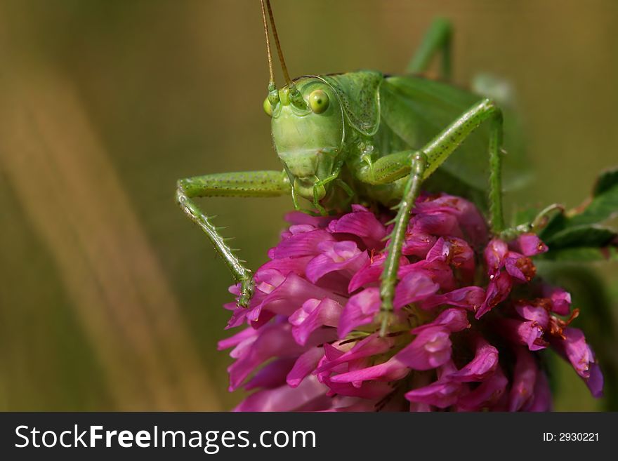 Macro of green grasshopper on violet flower