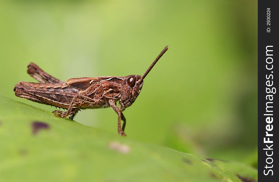 Macro of brown grasshopper on green leaf