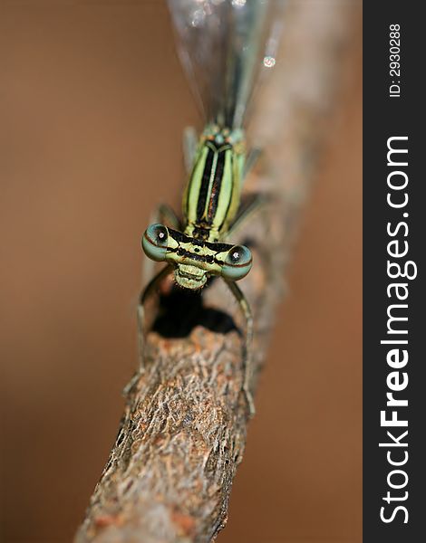 Macro of demoiselle by a pond