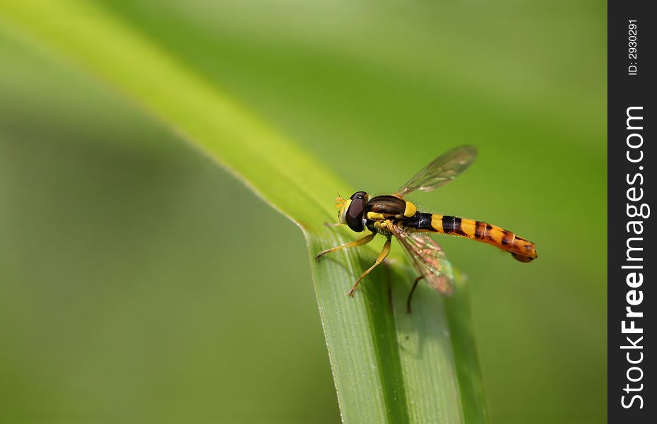 Macro of small fancy wasp on green leaf