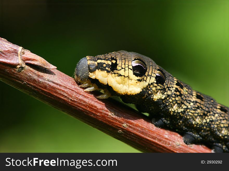 Macro of fancy caterpillar on stalk. Macro of fancy caterpillar on stalk