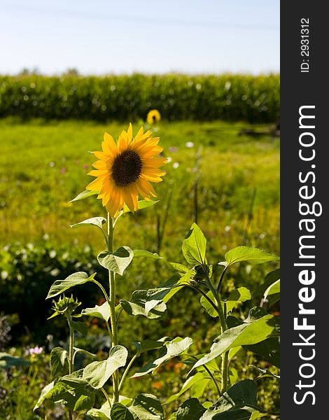 An image of sunflowers on background of sky. An image of sunflowers on background of sky