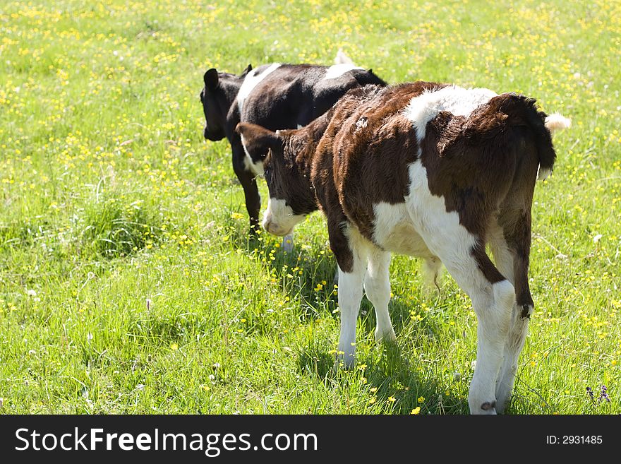Calfs walking away by green field
