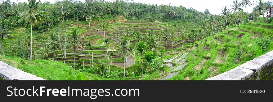 Bali Island Terrace Padi Field. Bali Island Terrace Padi Field