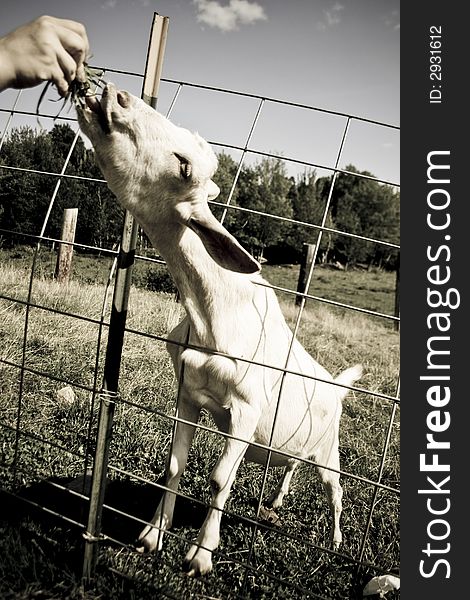 A friendly goat on a local Ice Cream farm enjoys being fed. A friendly goat on a local Ice Cream farm enjoys being fed.