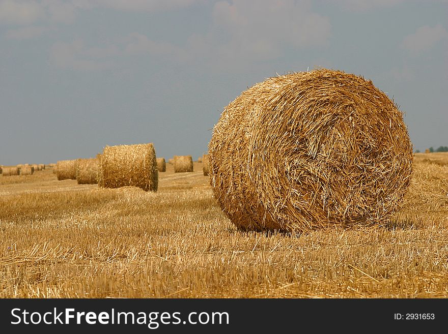 Straw bales in a summer field. Straw bales in a summer field