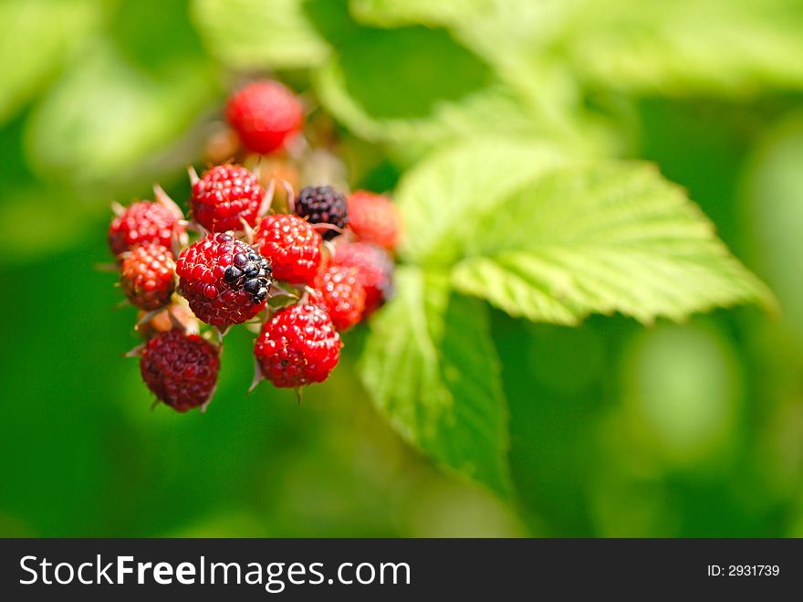 Fruits of  blackberry on  green background in  summer garden