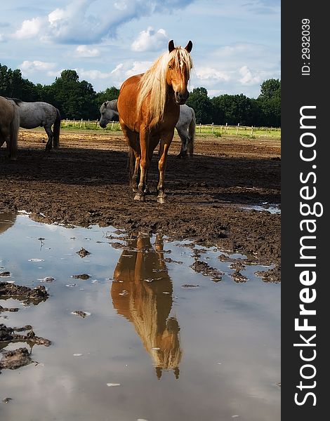 The horse and reflection. After a rain
