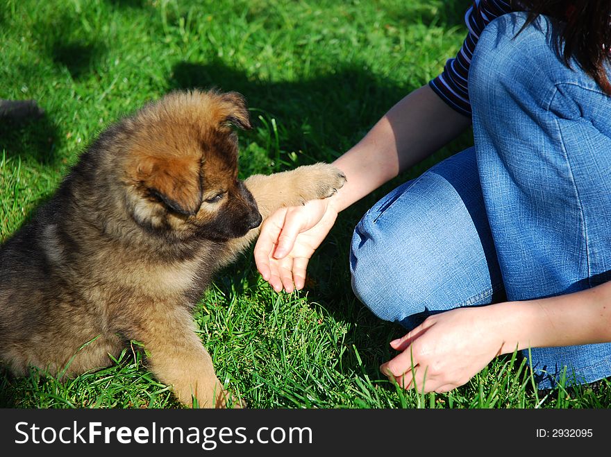 Girl with a little dog on green grass.