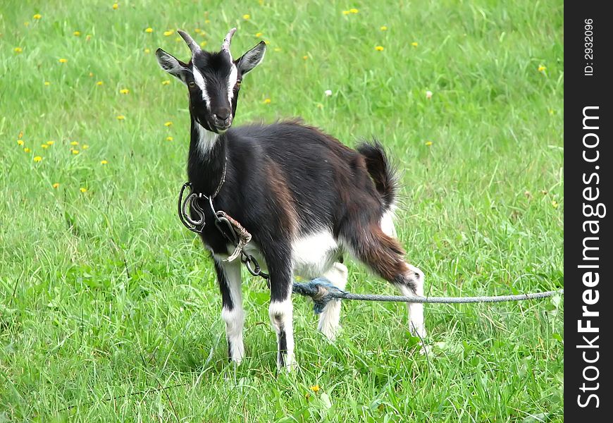 Black goat on green grassland pasturing