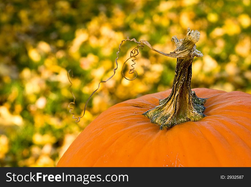 Detail of a pumpkin top with fallen leaves and grass in the background. Detail of a pumpkin top with fallen leaves and grass in the background