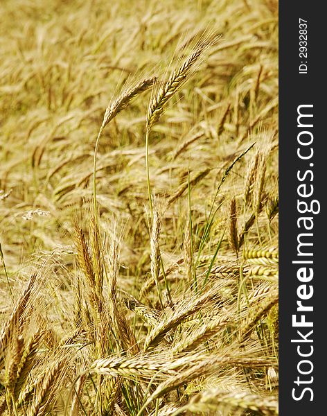 The rye field close up