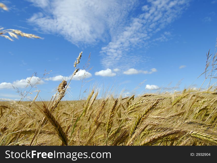 The rye field under beautiful sky