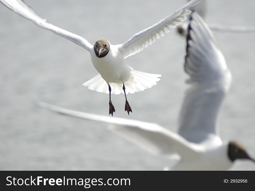 Seagull flying towards to camera