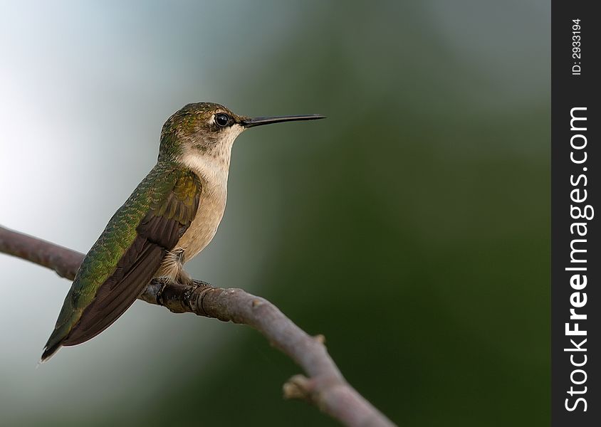 Ruby-Throated Hummingbird sitting on a branch