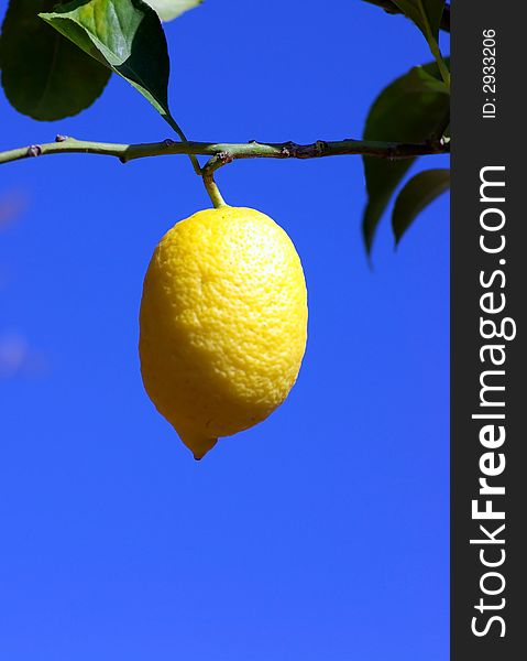 Close up of lemon tree