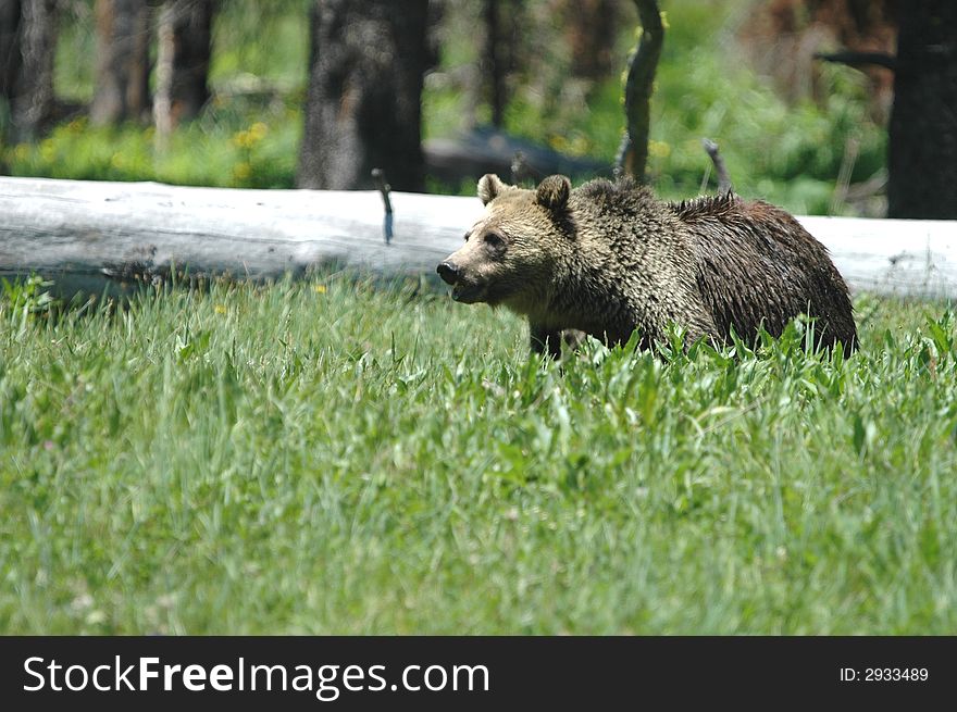 A grizzly bear from Yellowstone National Park in western Wyoming. A grizzly bear from Yellowstone National Park in western Wyoming.
