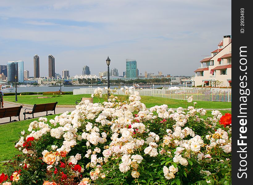 Pretty spring roses in full bloom with view of san diego skyline. Pretty spring roses in full bloom with view of san diego skyline