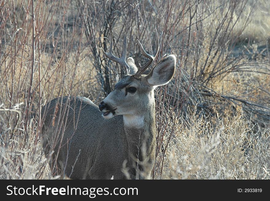 A mule deer buck walks out into the clearing in New Mexico.