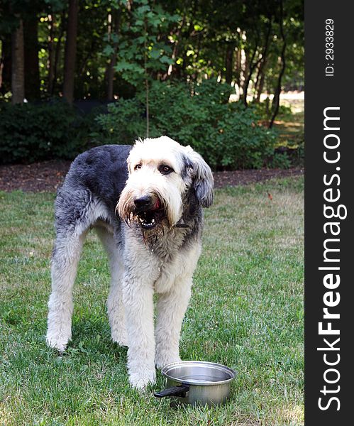 Dog drinking water on the lawn.