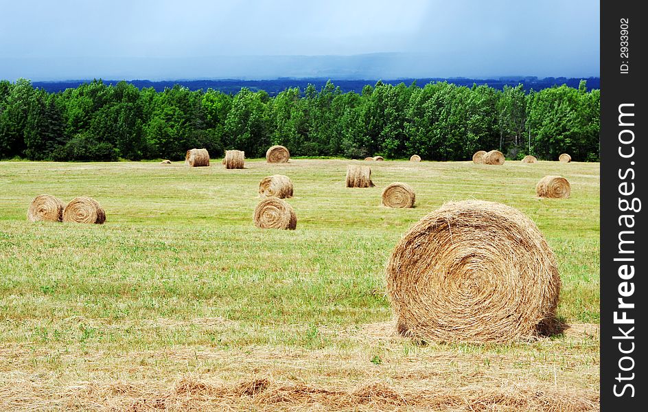Hay bales in a paddock - countryside scenic.