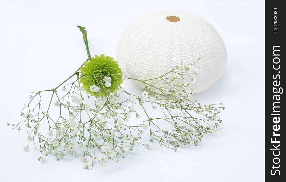 Sea egg and flowers isolated