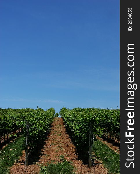 Grapes growing in a vineyard on a sunny day. Grapes growing in a vineyard on a sunny day.