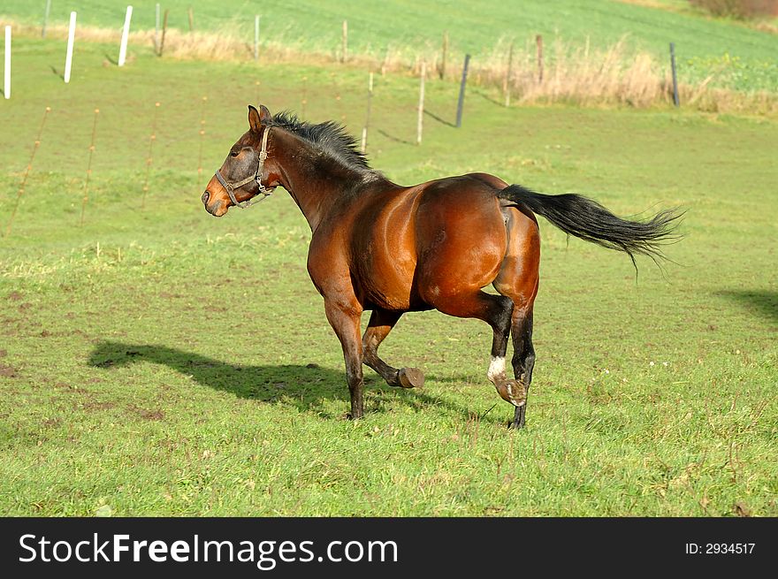 Horse is running on green grass. Horse is running on green grass