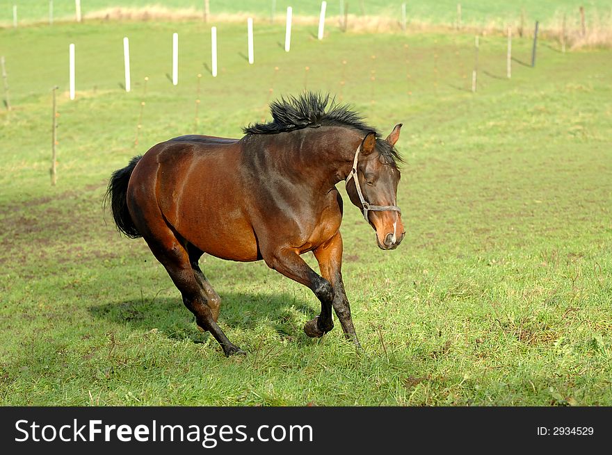 Horse is running on green grass. Horse is running on green grass.