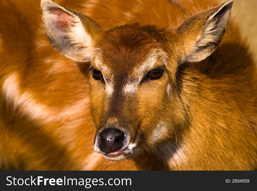Close up of young deer staring inquisitively. Close up of young deer staring inquisitively