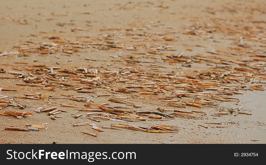 Shells on the beach 5