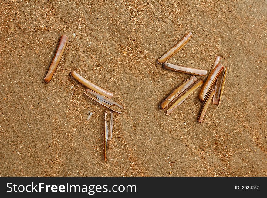 Shells on the beach 3