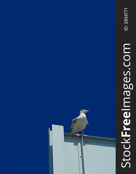 Seagull on a white roof