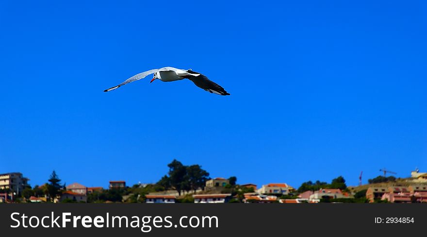 Flying seagull against clear blue sky