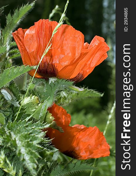Canon 20D. Flowering of poppies in a garden. Canon 20D. Flowering of poppies in a garden