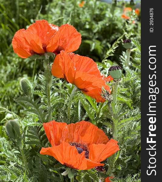 Canon 20D. Flowering of poppies in a garden. Canon 20D. Flowering of poppies in a garden