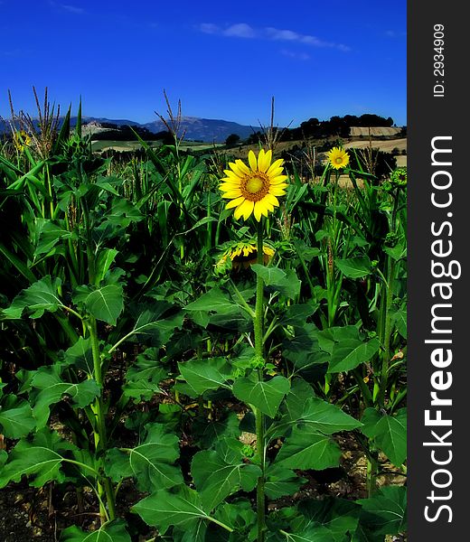 Sunflower in field with Tuscan hills in the background