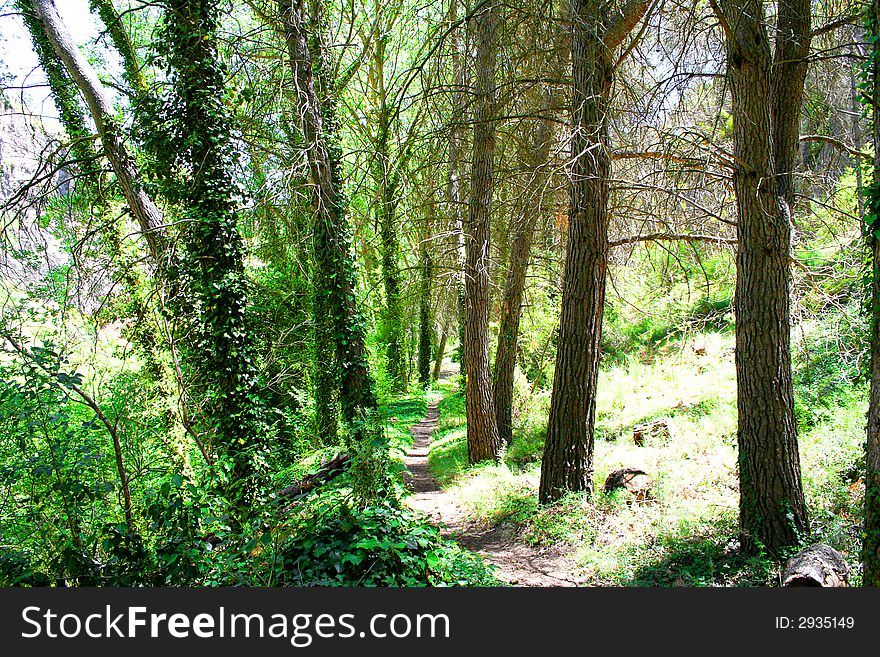 Mysterious path in the forest