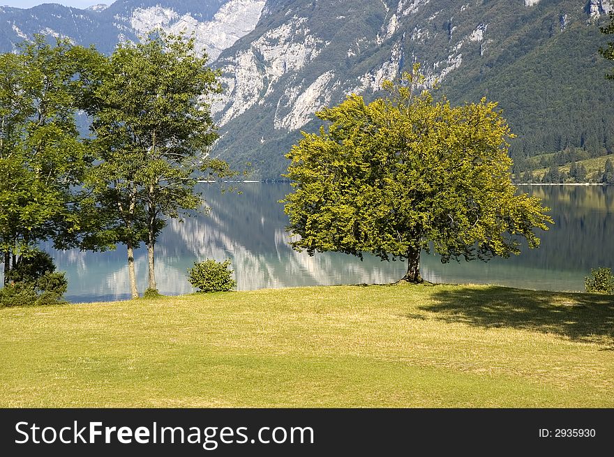 Green trees by the lake in the mountains