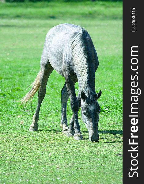 Beauitiful white horse on the grass field. Beauitiful white horse on the grass field.