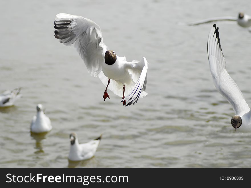 Seagull flying towards to camera