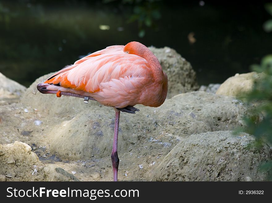 Flamingos in the zoo of Munich. Flamingos in the zoo of Munich