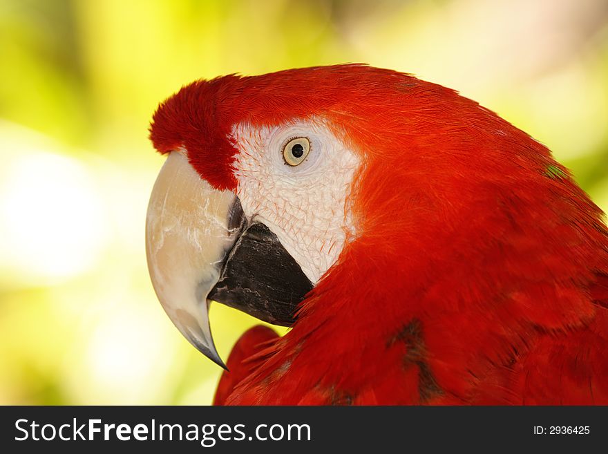 Close-up of a colorful red macaw parrot on a light background