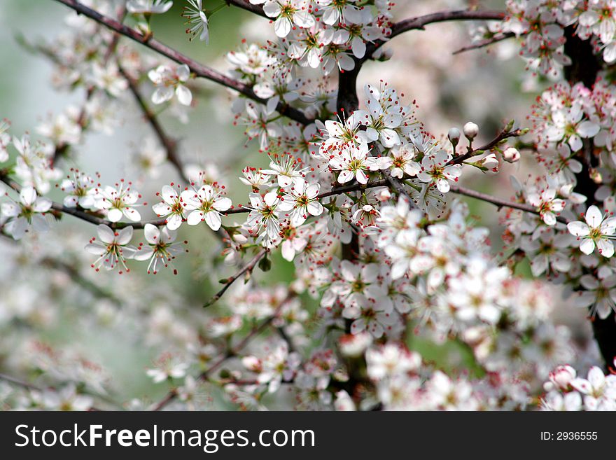 Cherry blossoms in full bloom