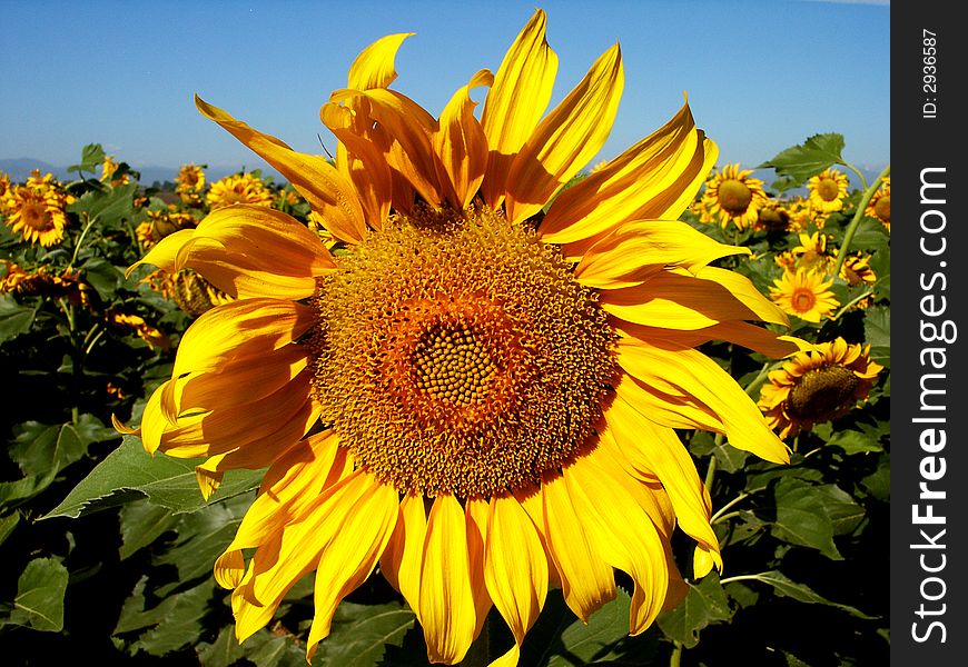 Sunflower on bright day with blue sky and field of sunflowers in the background. Sunflower on bright day with blue sky and field of sunflowers in the background.