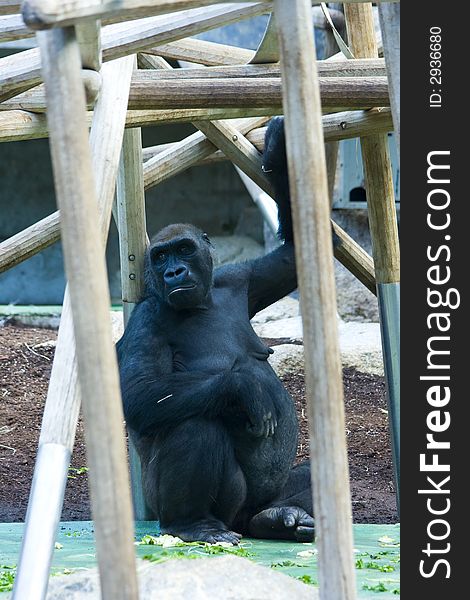 Western lowland gorilla in a zoo