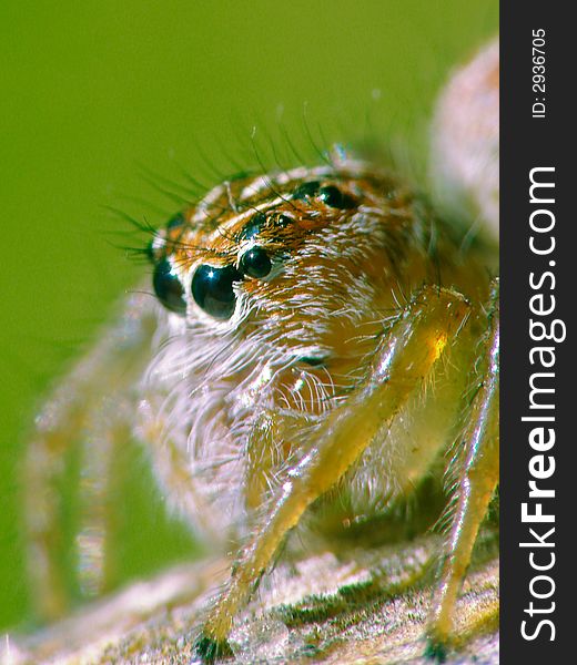 A very little Spider on tree. A very little Spider on tree.