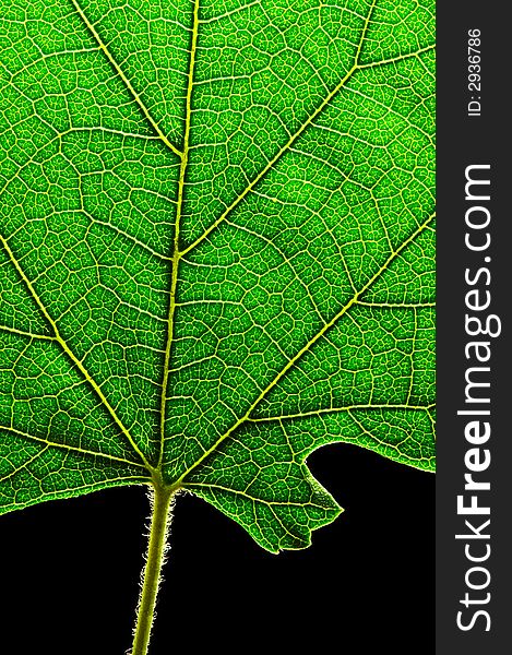 A close up shot of a green leaf's bottom. A close up shot of a green leaf's bottom.