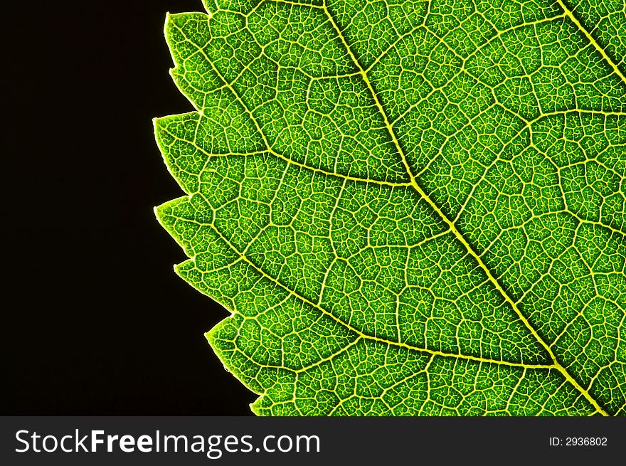 Green Leaf Edge