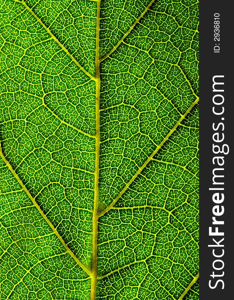 A close up look of a green leaf texture. A close up look of a green leaf texture.